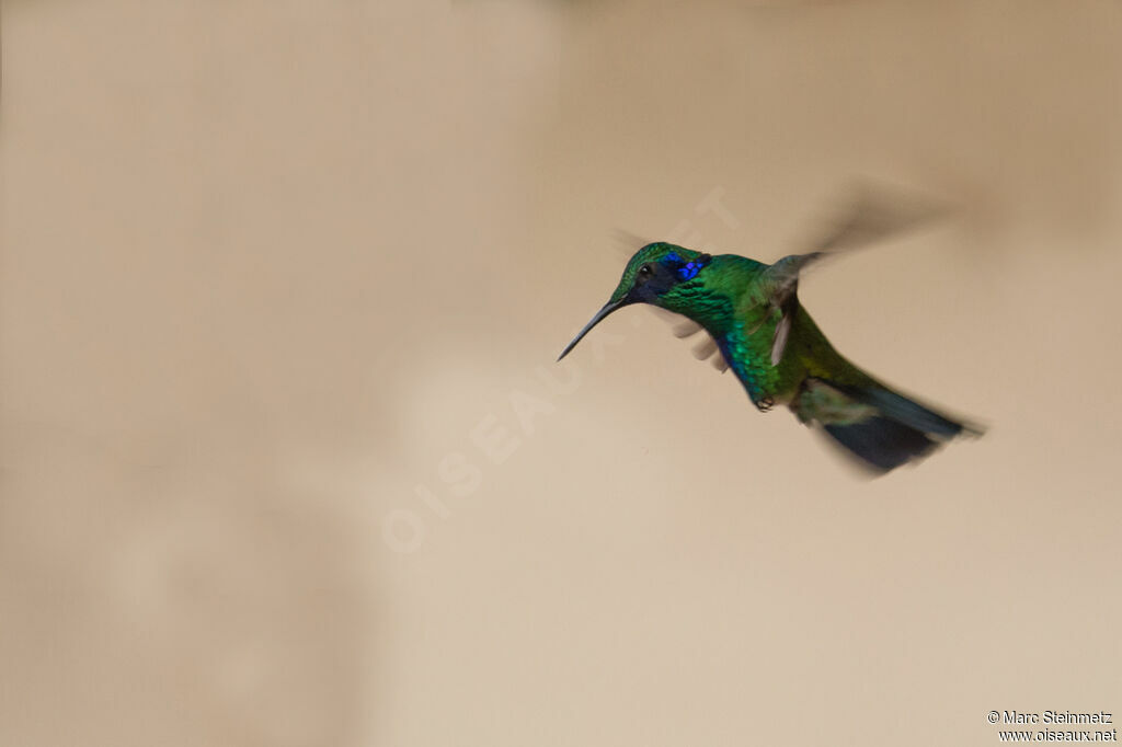 Colibri d'Anaïs