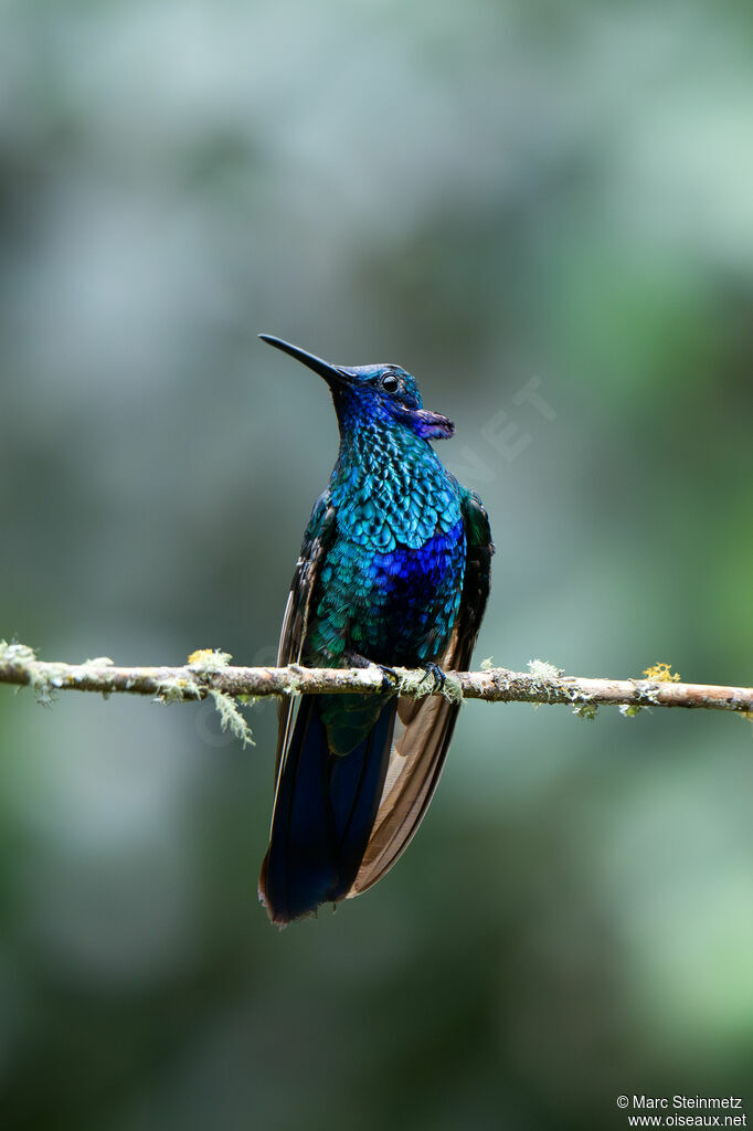 Colibri d'Anaïs