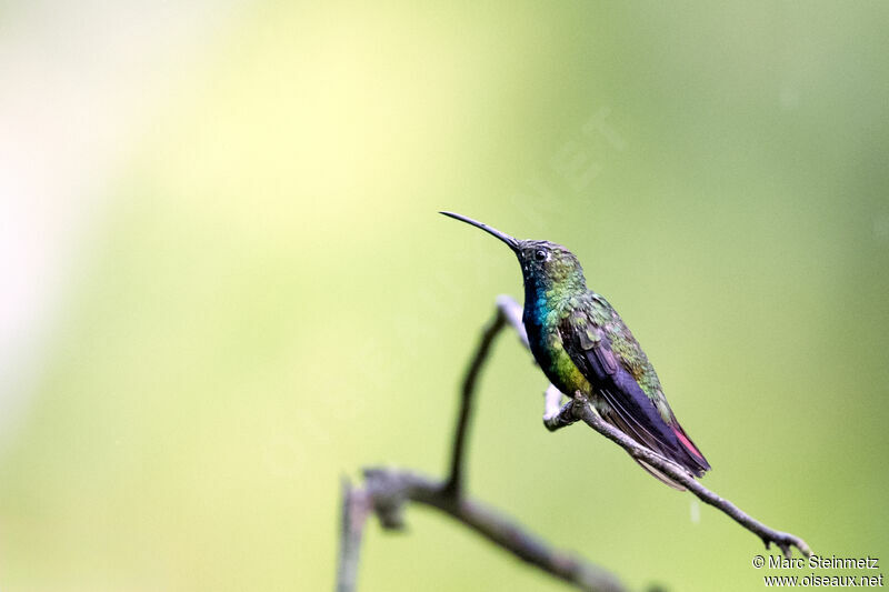 Colibri de Buffon