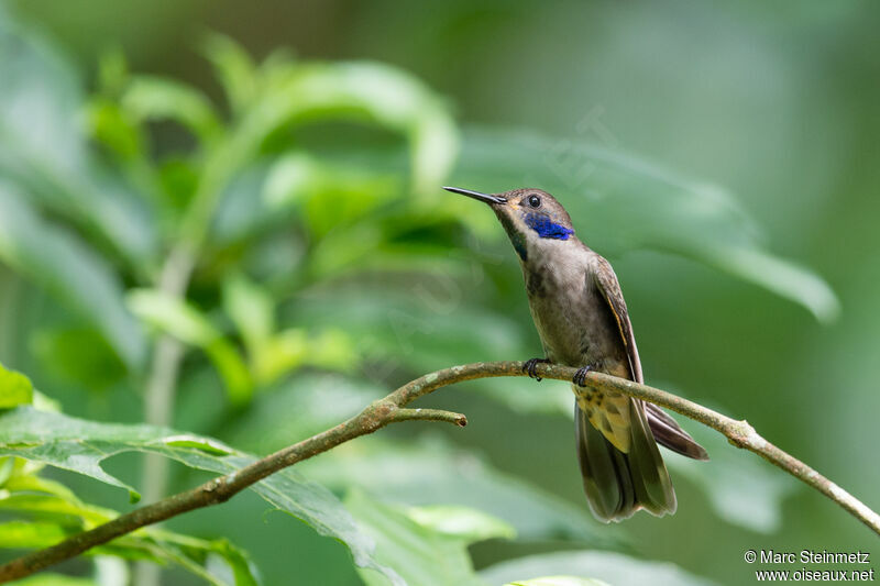 Brown Violetear