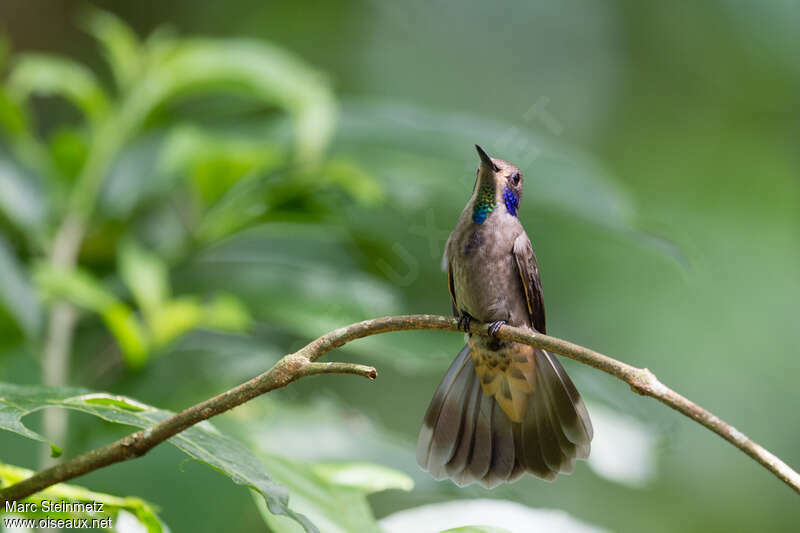 Brown Violetearadult, pigmentation, Behaviour