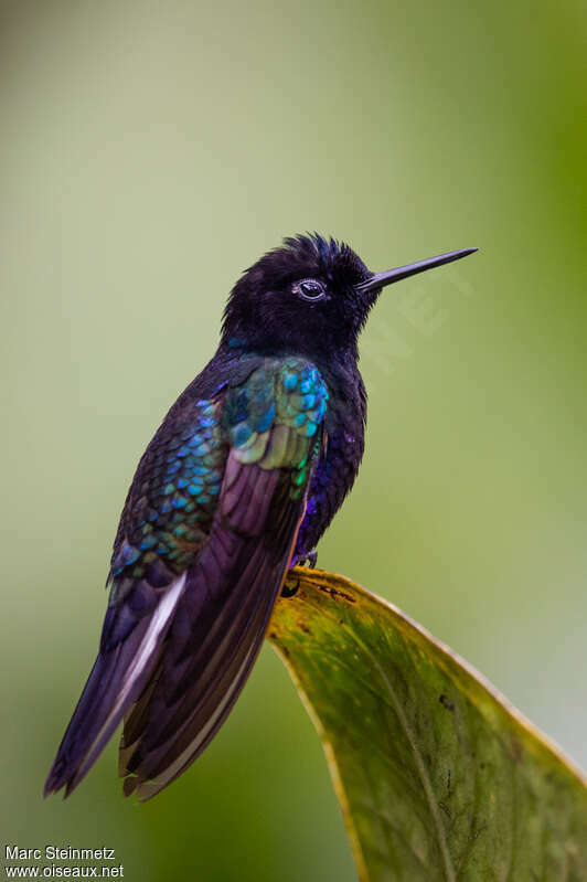 Colibri de Jardineadulte, identification