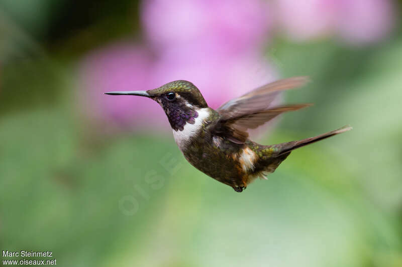 Purple-throated Woodstar male adult, Flight