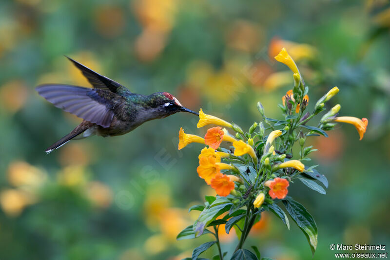 Colibri du Tolima