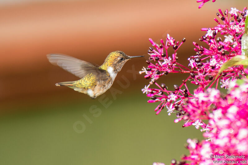 Volcano Hummingbird