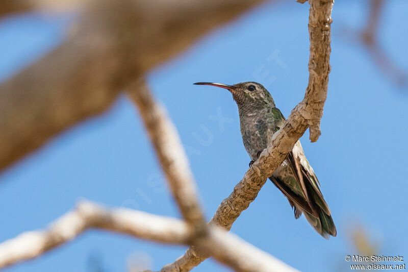 White-tailed Goldenthroat