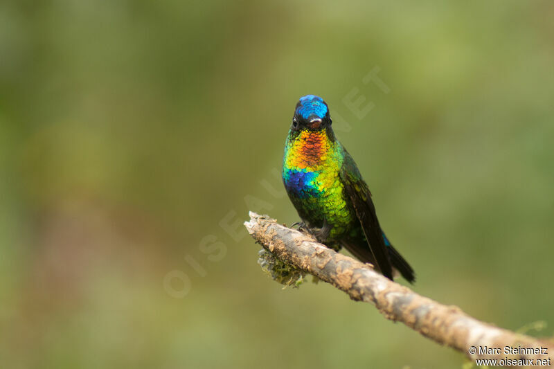 Fiery-throated Hummingbird