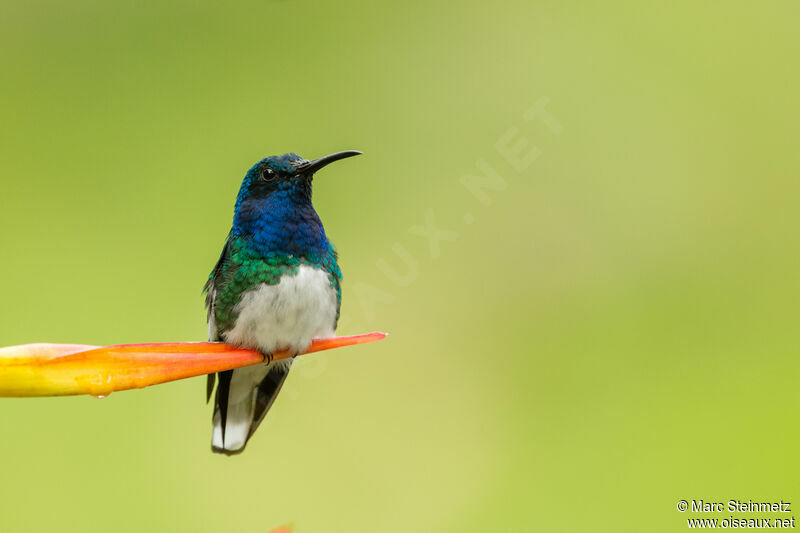 White-necked Jacobin