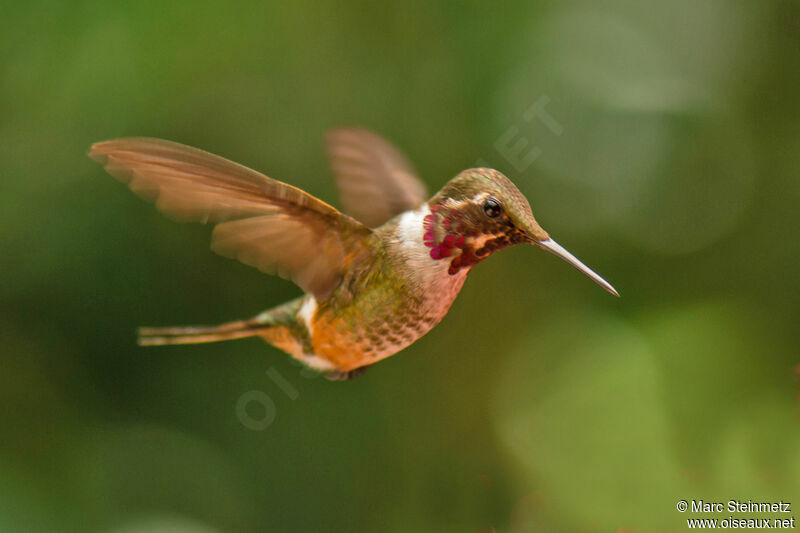 Colibri magenta mâle