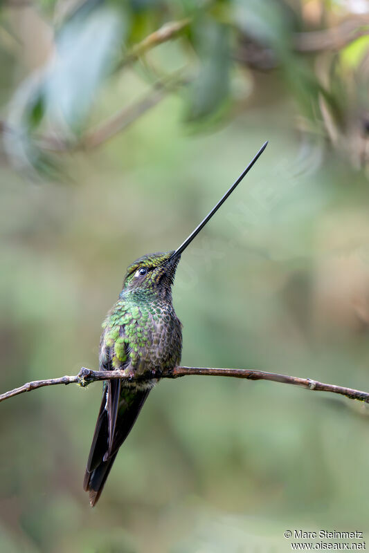 Colibri porte-épée