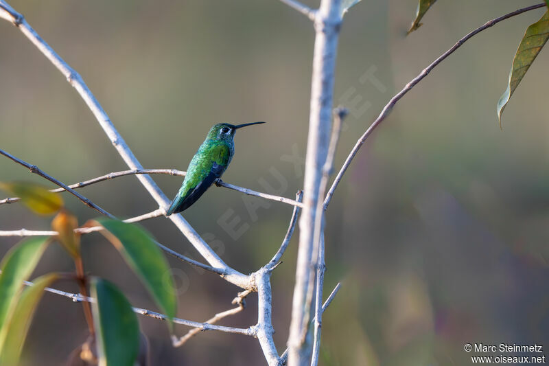 Colibri tout-vert