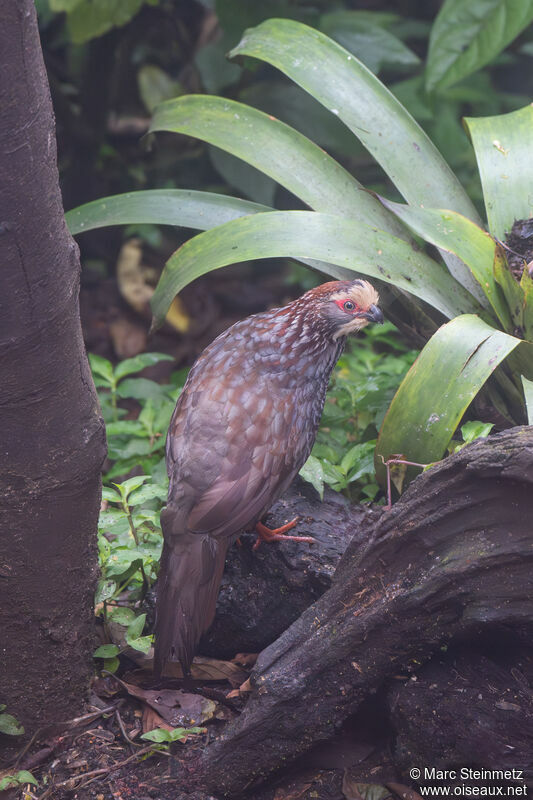 Buffy-crowned Wood Partridge