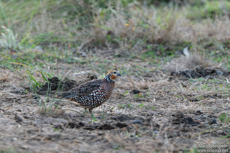 Crested Bobwhite