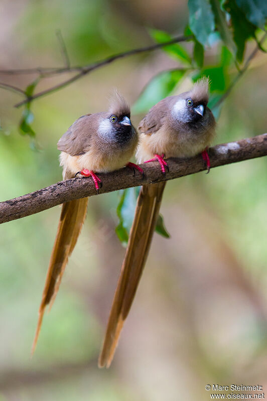 Speckled Mousebird