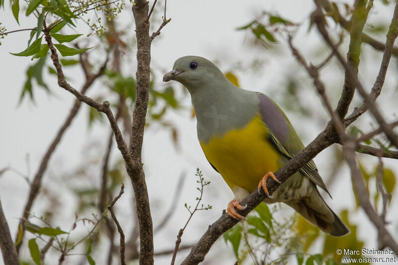 Colombar waalia