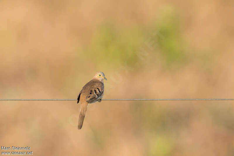 Long-tailed Ground Doveadult, pigmentation, Behaviour