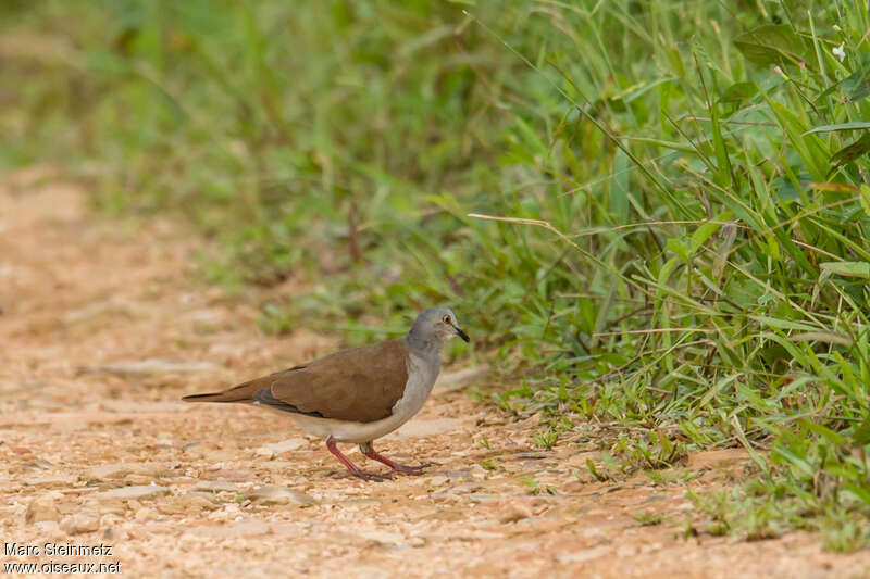 Pallid Dove