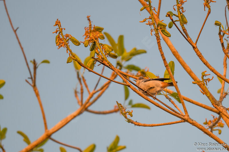 Chestnut-vented Conebill male