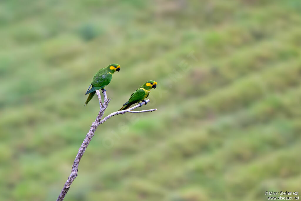 Conure à joues d'or