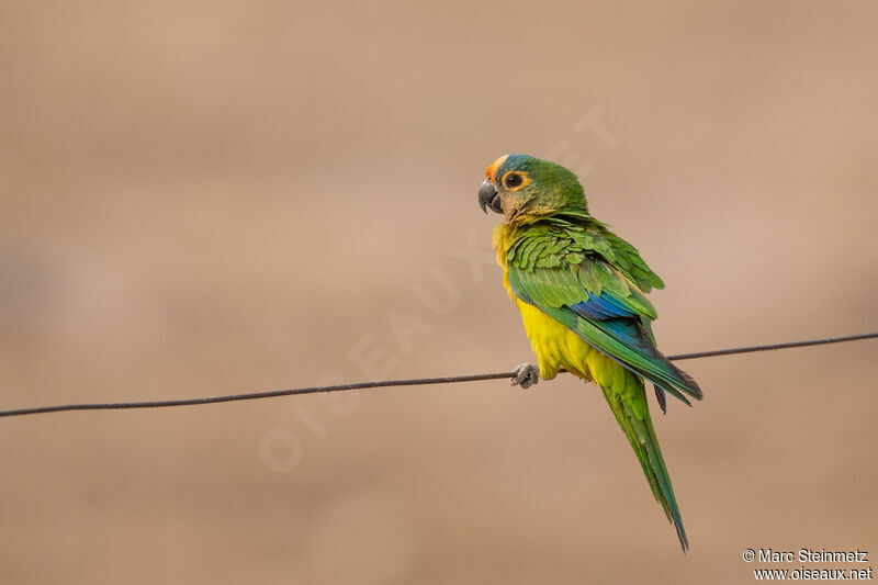 Conure couronnée