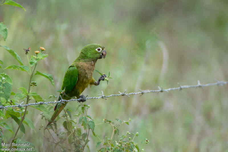 Conure naineadulte, régime, Comportement