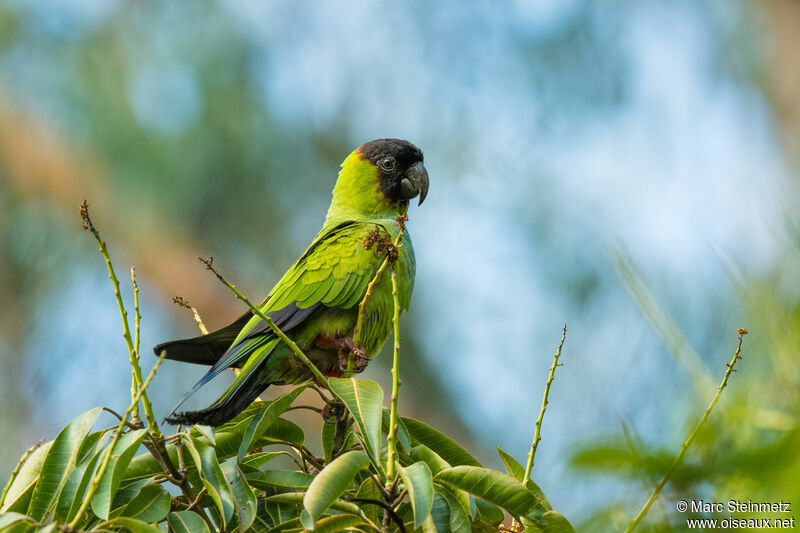 Nanday Parakeet