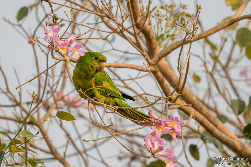 White-eyed Parakeet