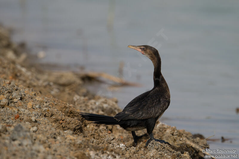 Reed Cormorant