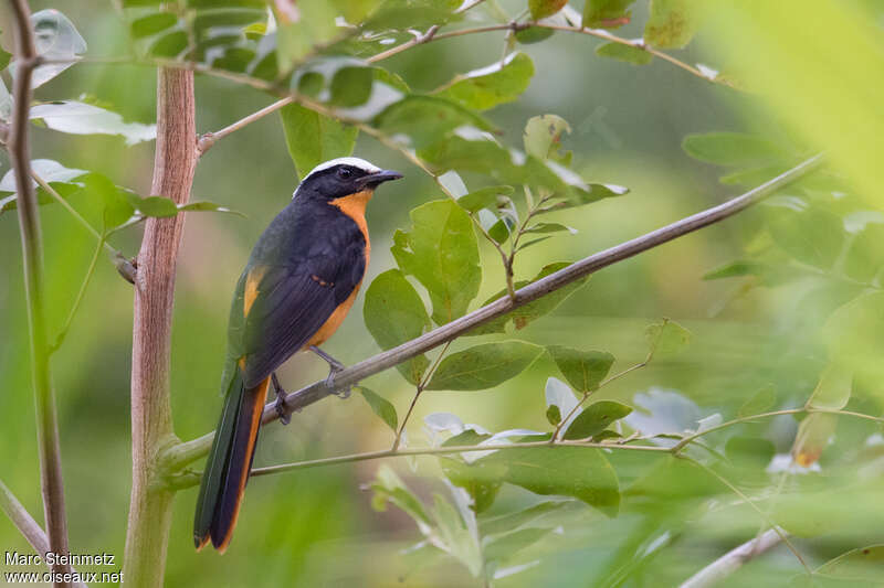 White-crowned Robin-Chatadult, identification