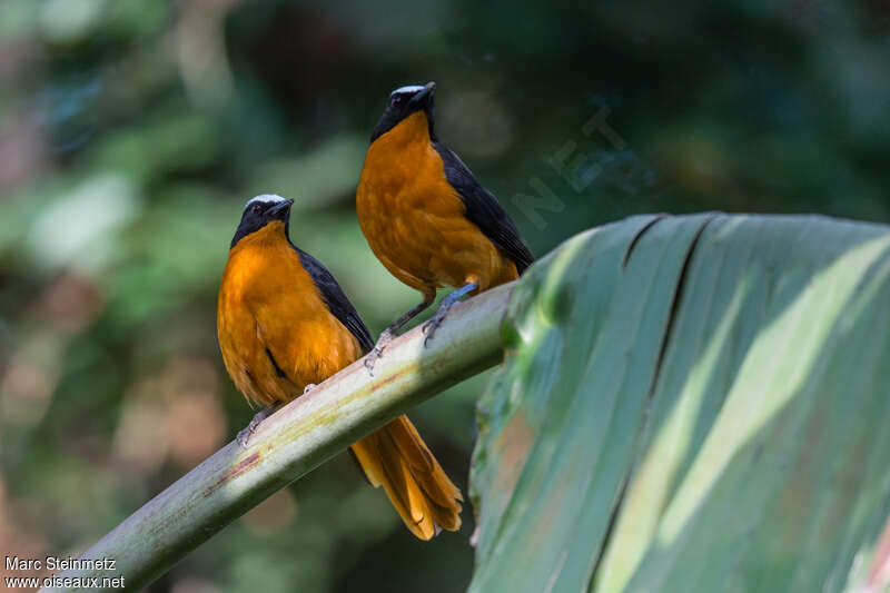 White-crowned Robin-Chatadult, pigmentation, Behaviour