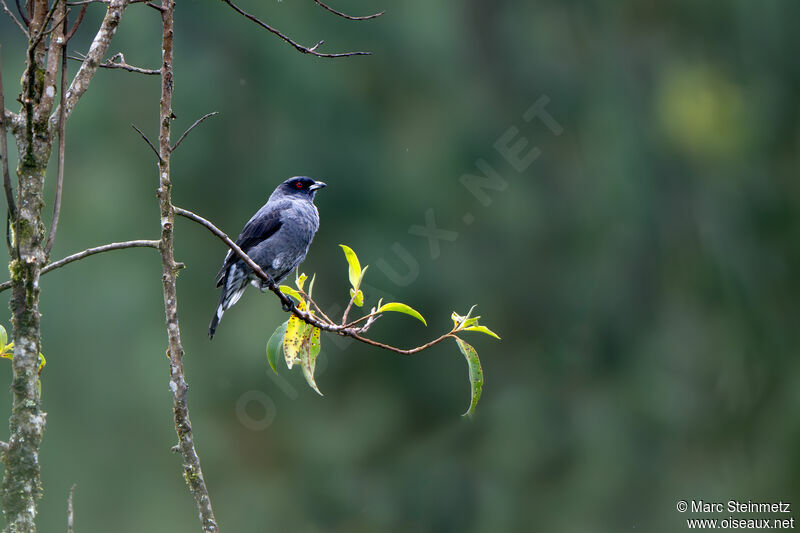 Cotinga à huppe rouge