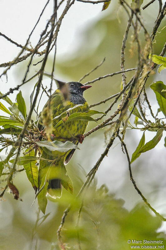 Green-and-black Fruiteater