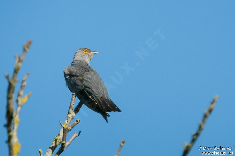 Common Cuckoo