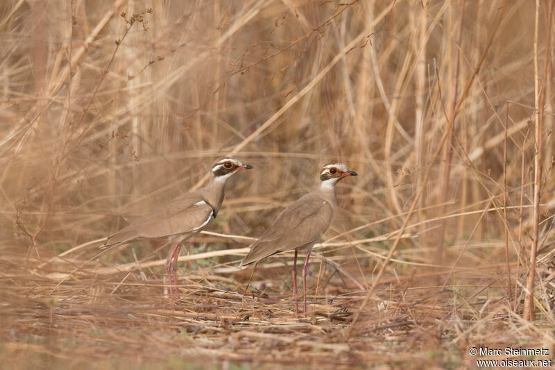 Bronze-winged Courser