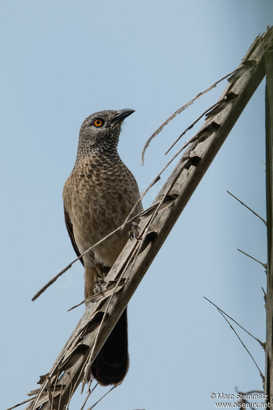 Brown Babbler