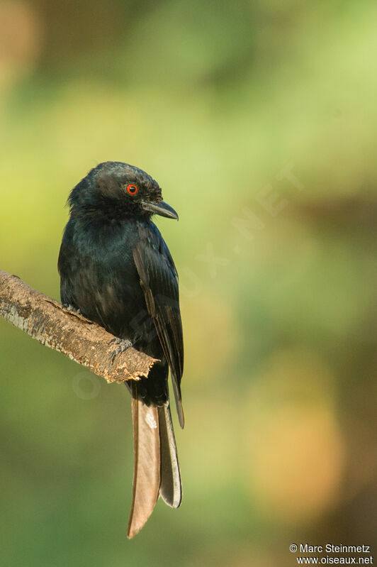 Fork-tailed Drongo