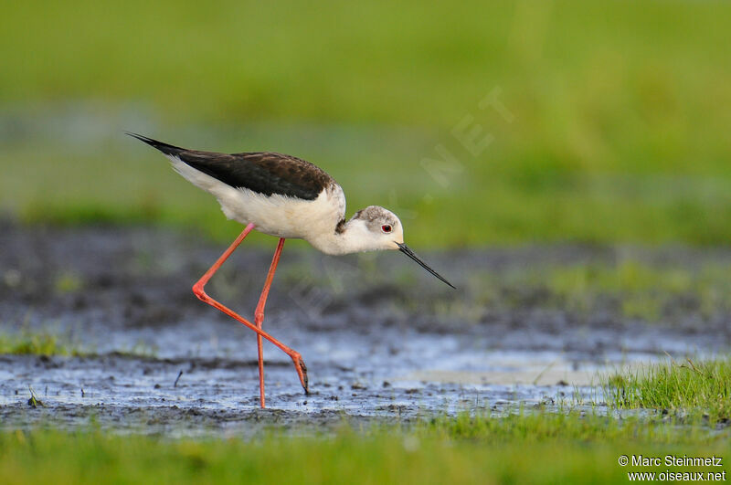 Black-winged Stilt