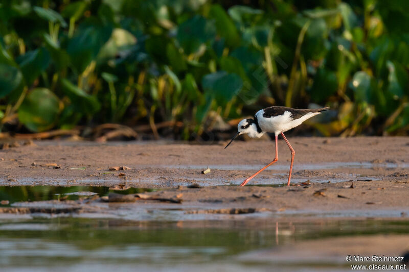 Black-necked Stilt