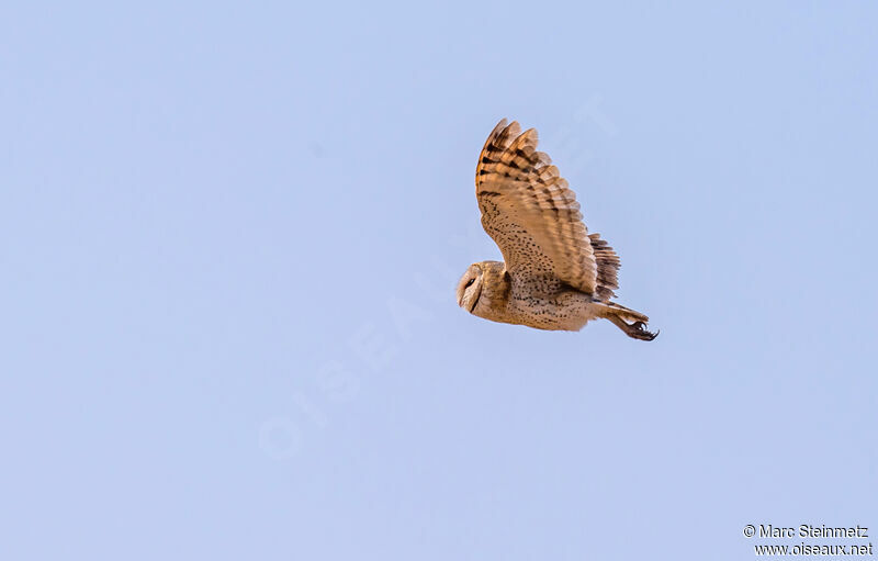 Western Barn Owl