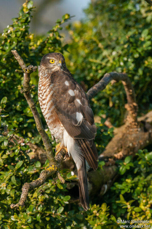 Eurasian Sparrowhawk