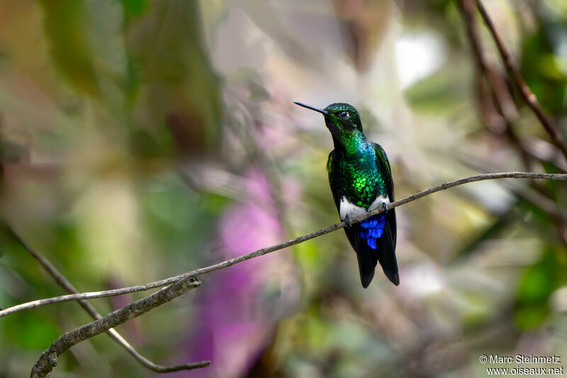 Glowing Puffleg