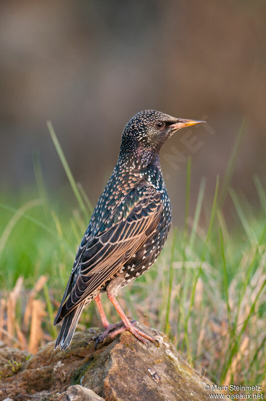 Common Starling