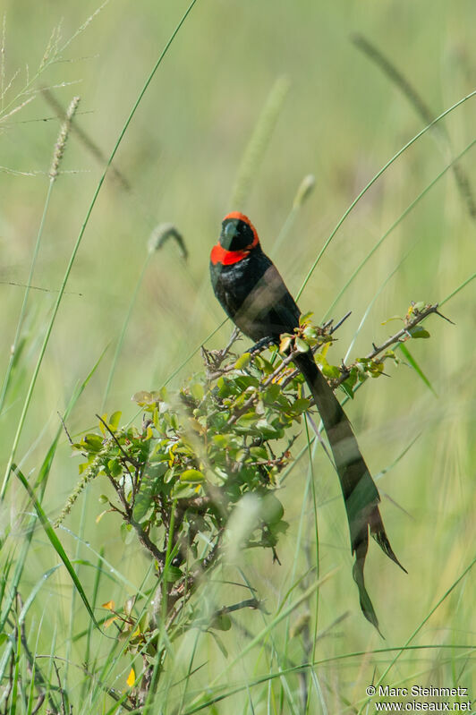 Red-cowled Widowbird