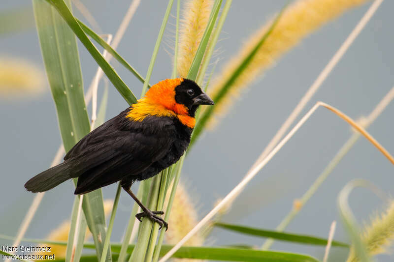 Black Bishop male