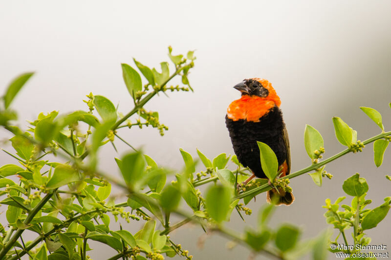 Southern Red Bishop