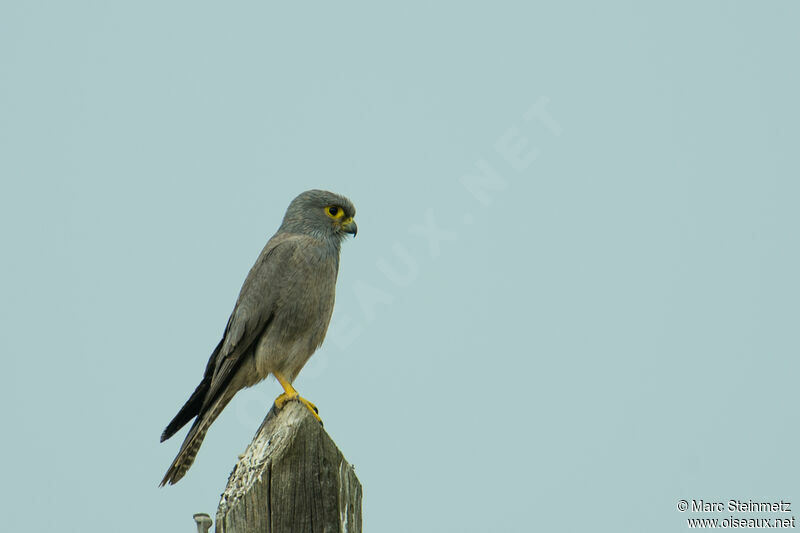 Grey Kestrel