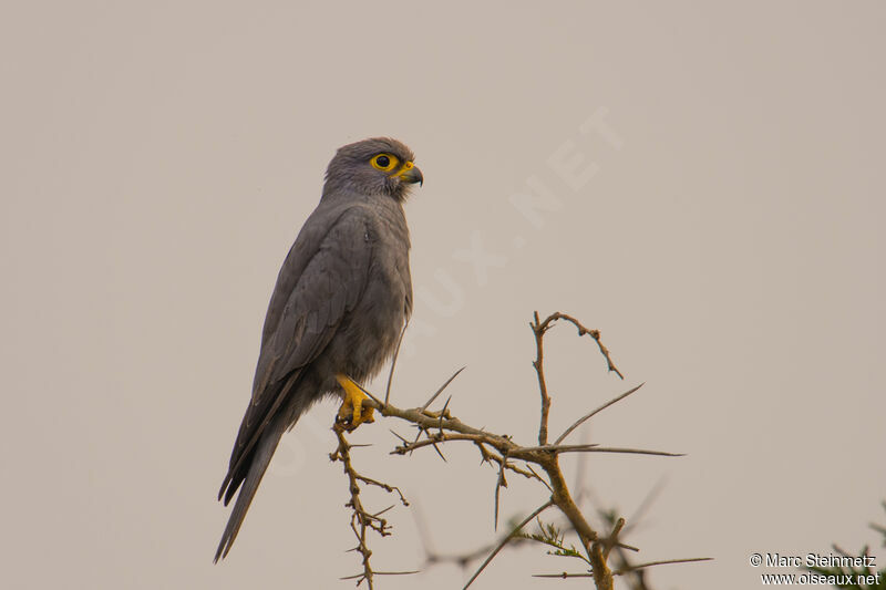 Grey Kestrel