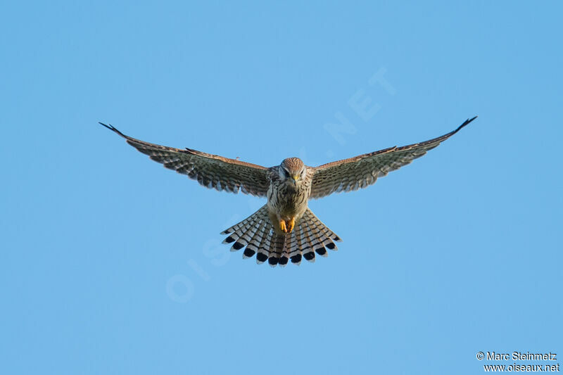 Common Kestrel