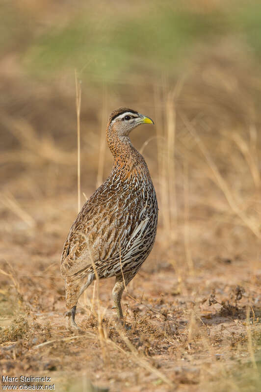 Double-spurred Spurfowladult, identification, Behaviour