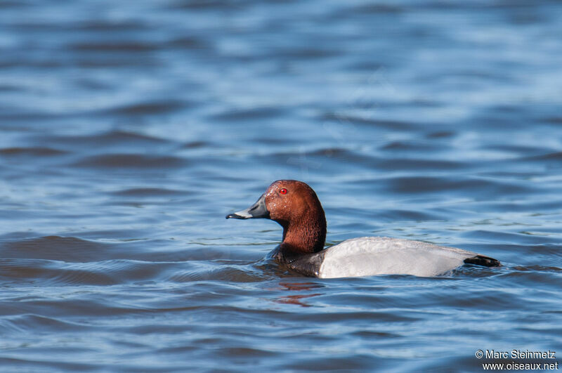 Common Pochard